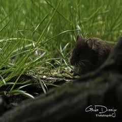 dsc_12552.jpg