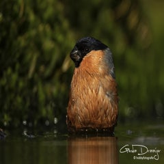 dsc_95952.jpg