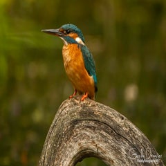 dsc_31882.jpg