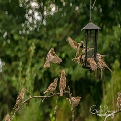 dsc_34232.jpg