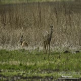 DSC_69052.jpg