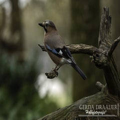 dsc_70562.jpg