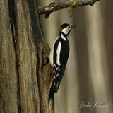 DSC_61262.jpg