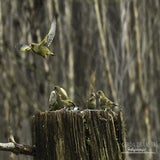 DSC_59122.jpg