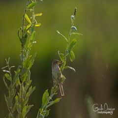dsc_27572.jpg