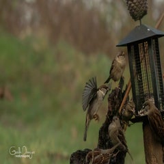 dsc_27573.jpg