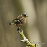 DSC_58212.jpg