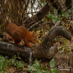 dsc_61312.jpg