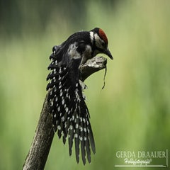 dsc_11792-1.jpg