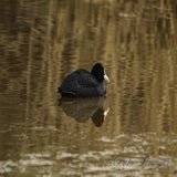 DSC_53072.jpg