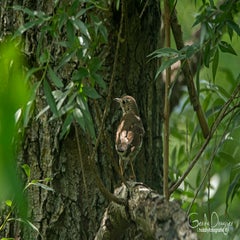 dsc_27182.jpg