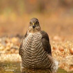 dsc_84563.jpg