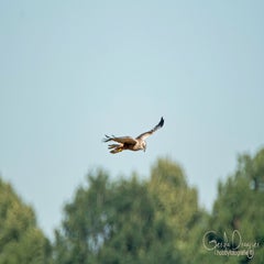 dsc_37602.jpg