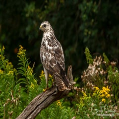 dsc_31792.jpg
