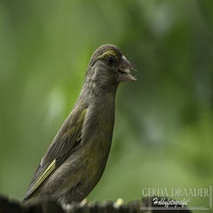 dsc_10682.jpg