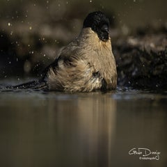 dsc_96212.jpg