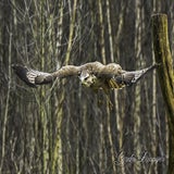 DSC_57582.jpg