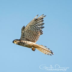dsc_29782.jpg