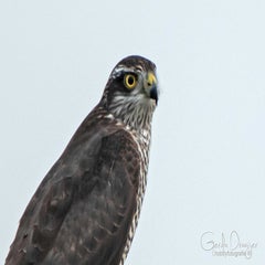 dsc_37842.jpg