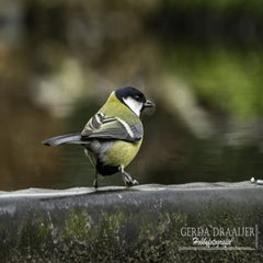 dsc_82372.jpg