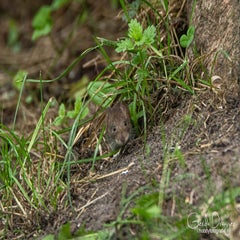 dsc_42562.jpg