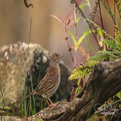 dsc_00883.jpg