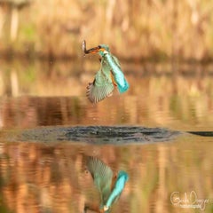 dsc_28333.jpg