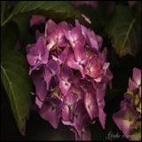 tuin 11-09-2020