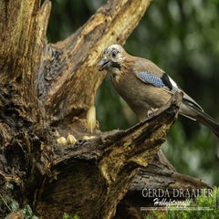 dsc_59972.jpg