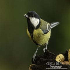 dsc_62212.jpg