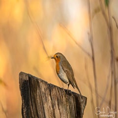 dsc_99063.jpg