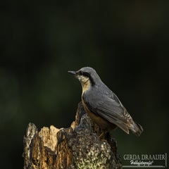 dsc_80912.jpg