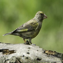 dsc_10652.jpg