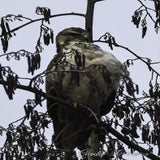DSC_65222.jpg