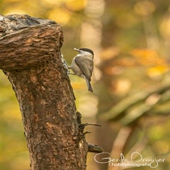 dsc_86083.jpg