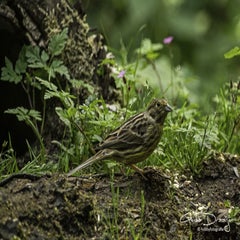dsc_12832.jpg