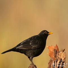 dsc_00533.jpg
