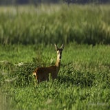 Lofar