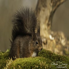 dsc_94812.jpg