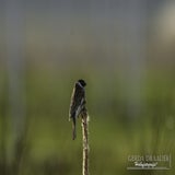 DSC_69972.jpg