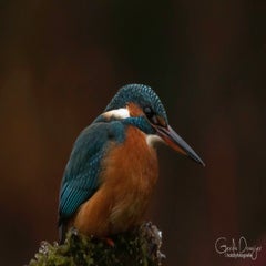 dsc_24483.jpg