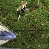 DSC_62342.jpg
