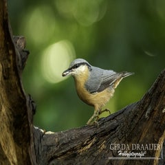 dsc_60672.jpg