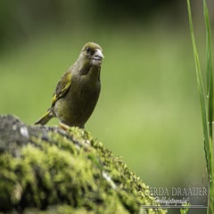 dsc_10802.jpg
