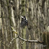 DSC_64912.jpg