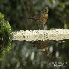 dsc_62062.jpg