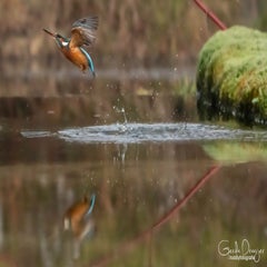 dsc_26343.jpg