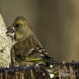 DSC_59802.jpg