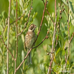 dsc_28382.jpg
