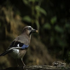 dsc_10282.jpg
